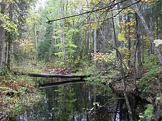 Alutaguse Forest