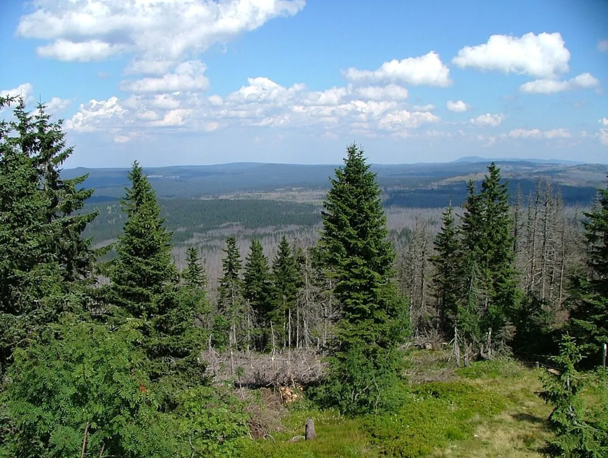Bayerischer Wald – forest
