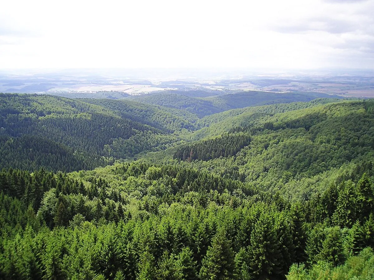 Harz – forest