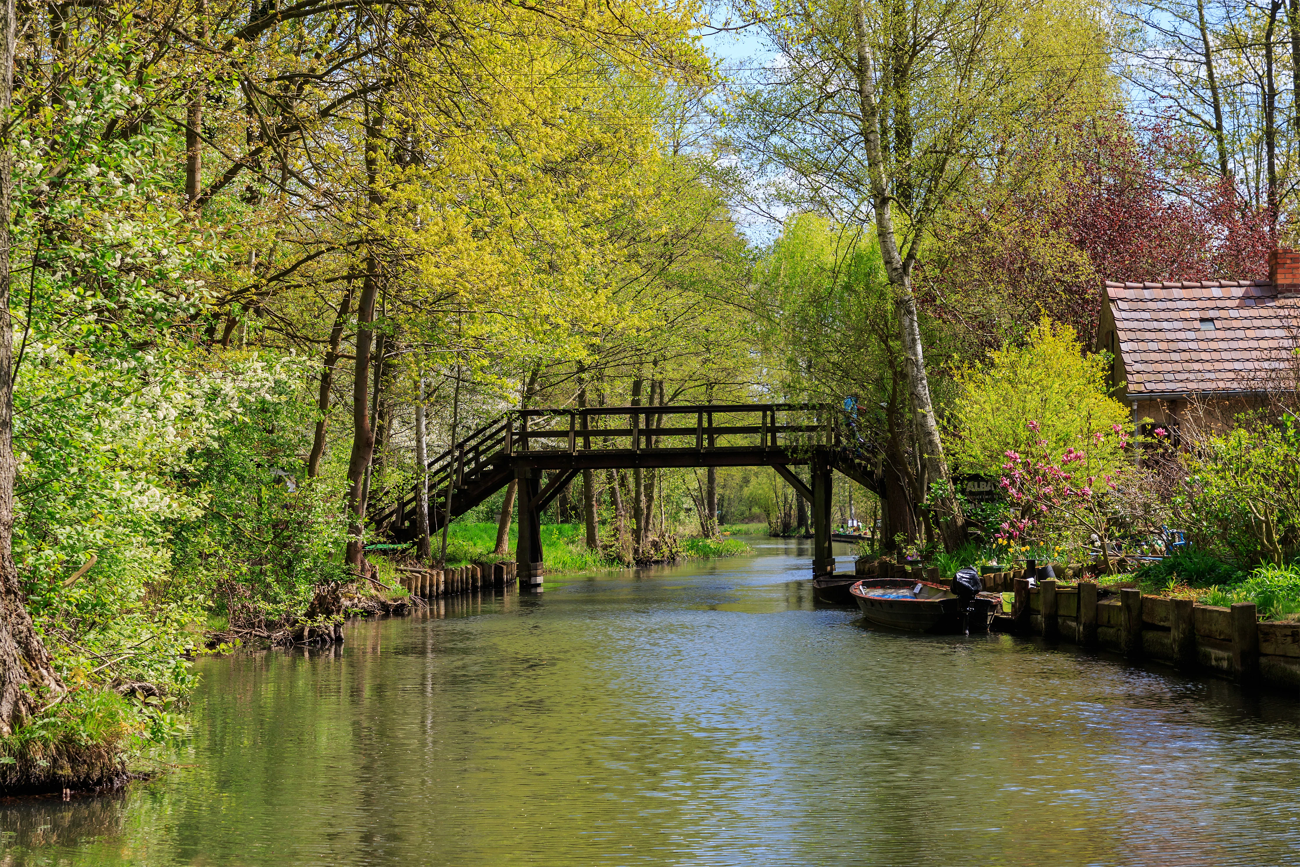Spreewald – forest