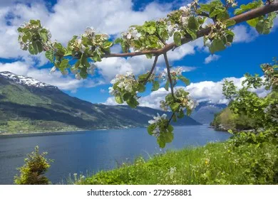 Livezile Hardanger