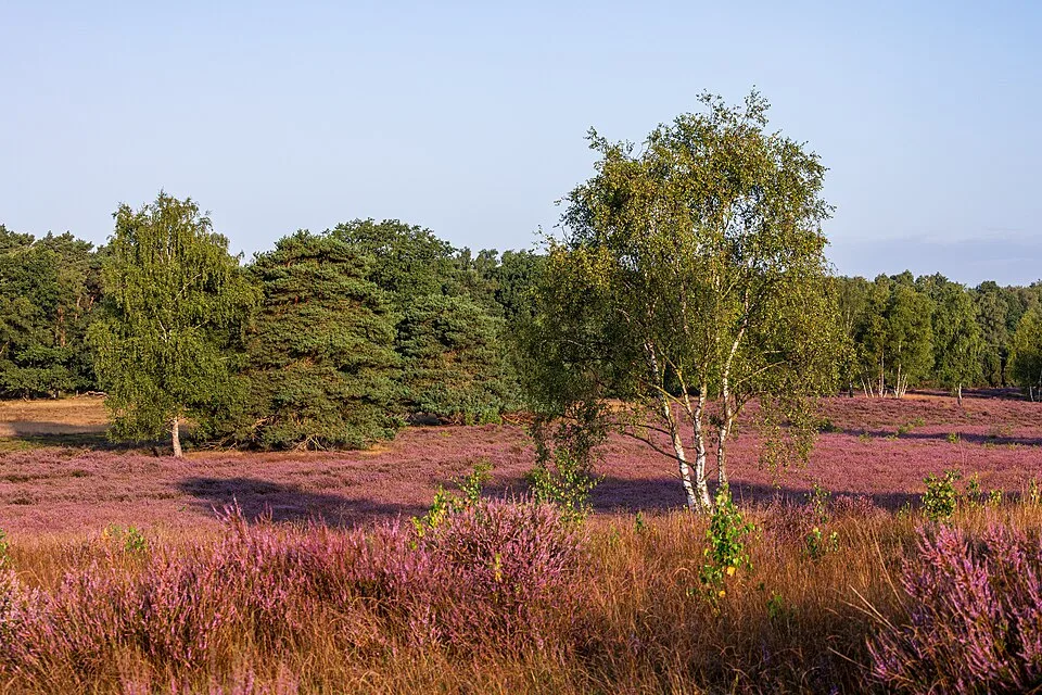 Lüneburg Heath
