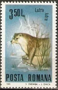 Eurasian Otter