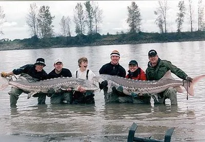 Sturgeons