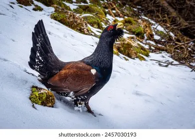 Western Capercaillie