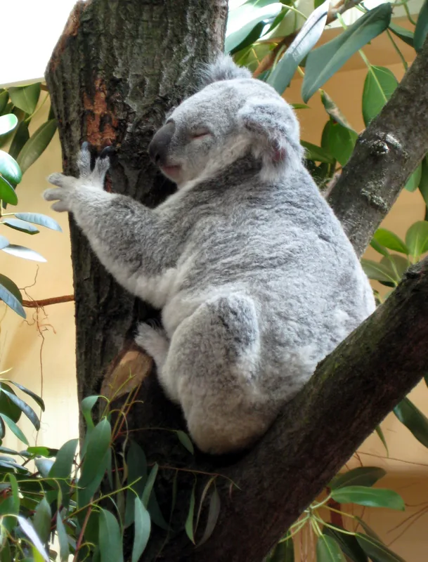 Schönbrunn Zoo