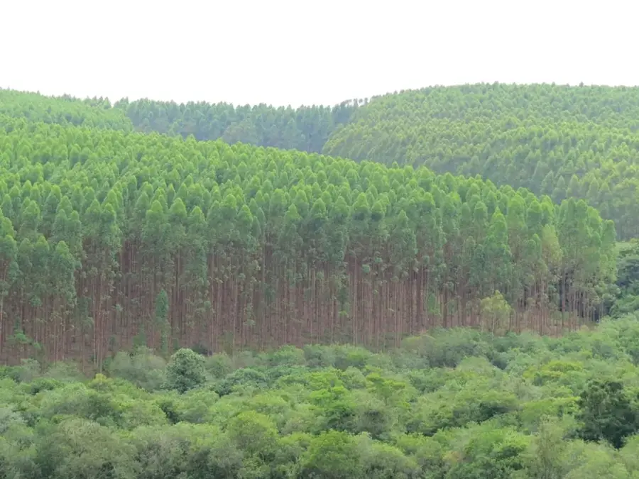 Poiana Curții Forest — Japca Monastery (Moldova)