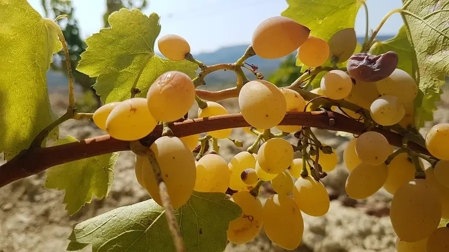 Antigoneia — Popova Kula Winery (North Macedonia)