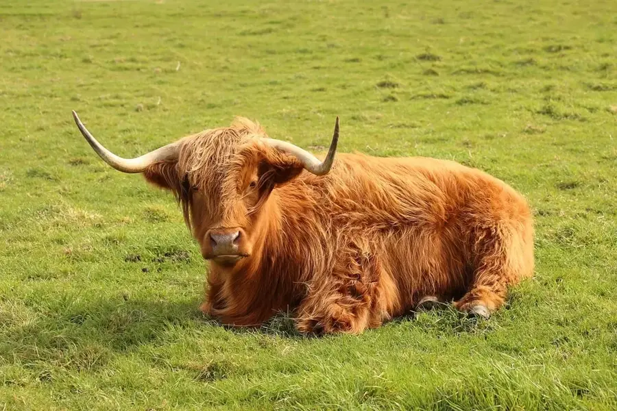 Cattle Grazing Pastures in Canillo — Ransol (Andorra)