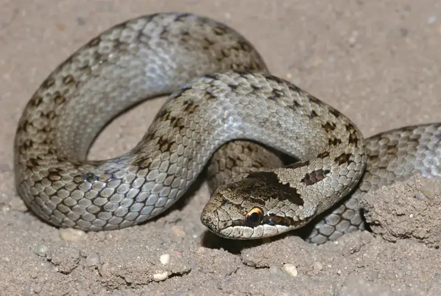 Keresztes vipera a pusztákon