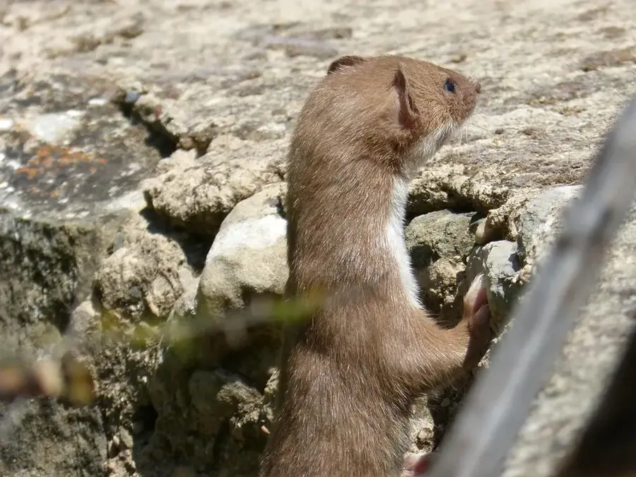 Weasel Farmlands Canillo — Ransol (Andorra)