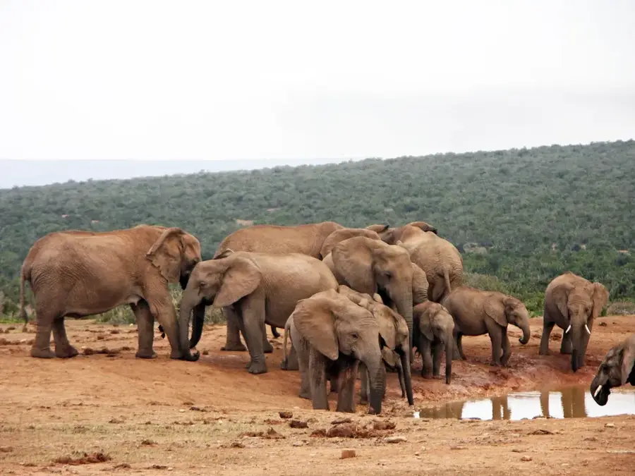 Addo Elefánt Nemzeti Park — Addo (Dél-afrikai Köztársaság)