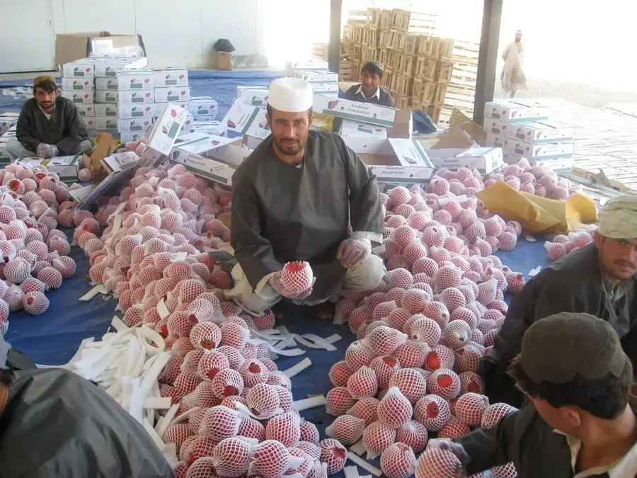 Granatapfelplantagen von Kandahar — Kandahar (Afghanistan)