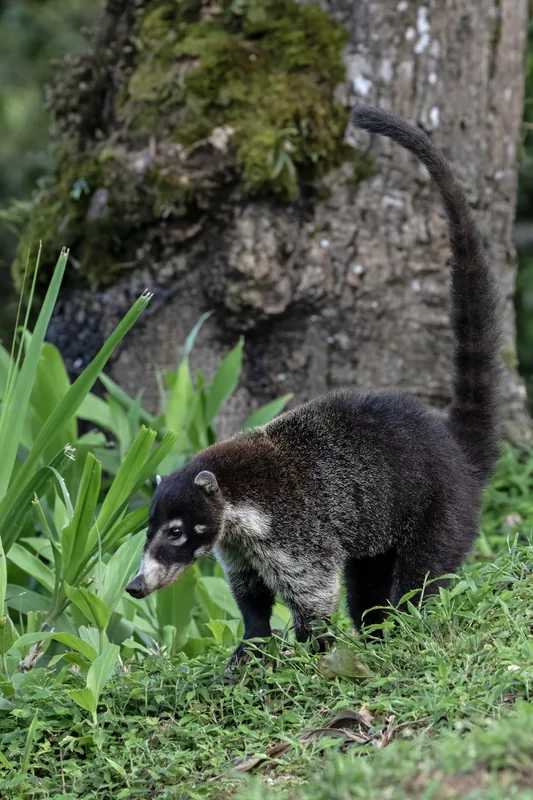 Parcul de Maimuțe Puyo — Tena (Ecuador)