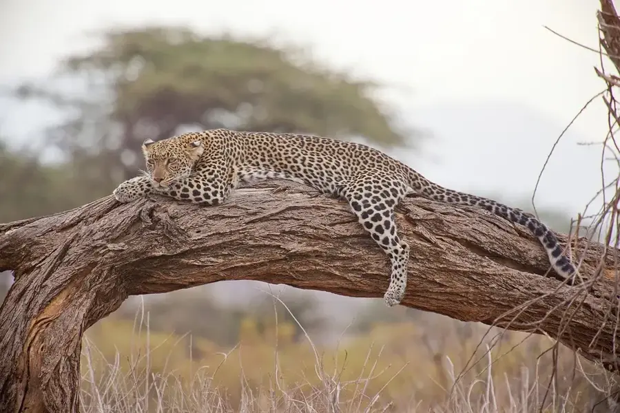 Africam Safari