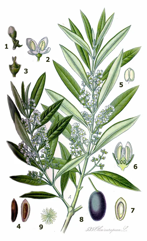 Olivenhaine des Alentejo