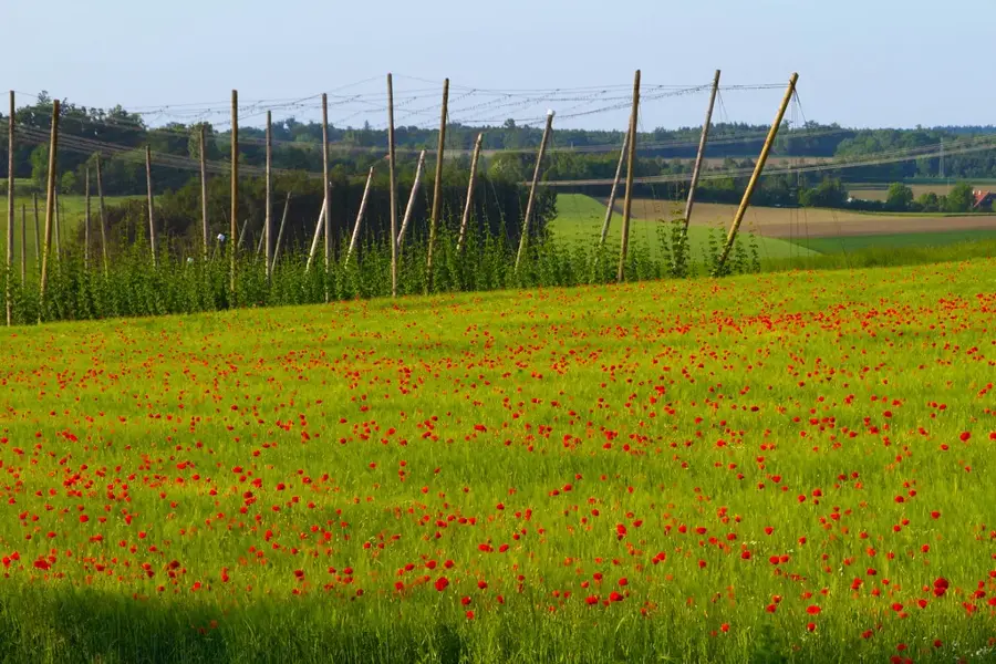 Hallertau – Hop Growing