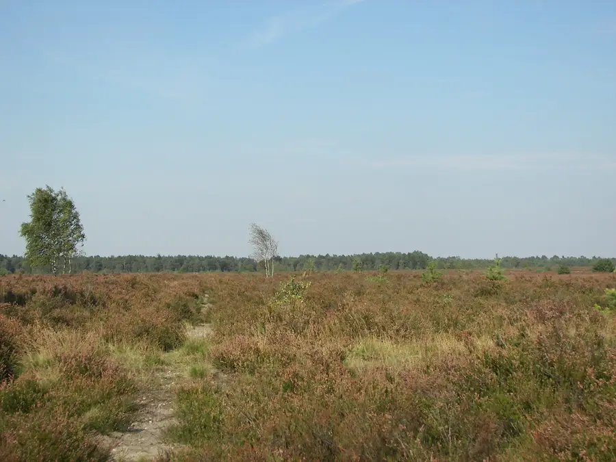 Lüneburg Heath – Beekeeping