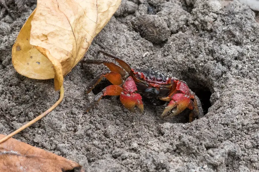 Centrul Expozițional Agricol — Barbarons (Seychelles)