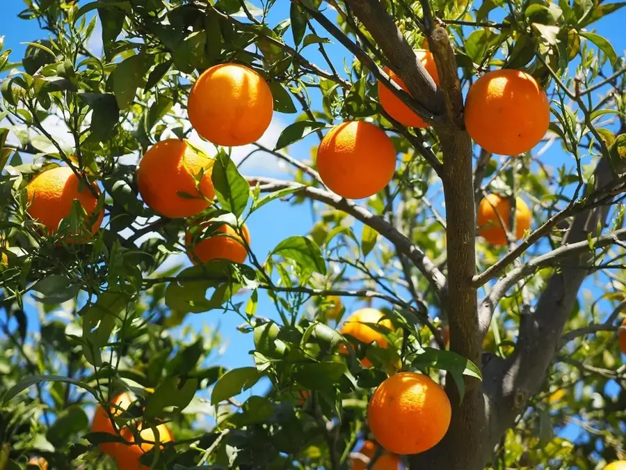Citrus Groves of Fasouri — Akrotiri Peninsula Coast (Cyprus)