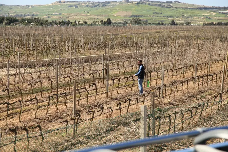 Meridiana Weingut — Mtarfa (Malta)