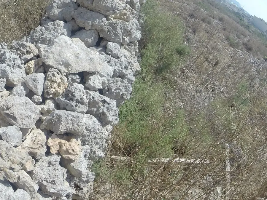 Vincent Eco Farm — Buġibba (Malta)