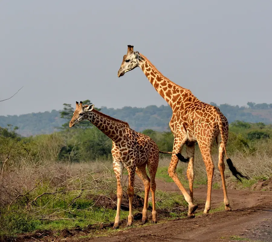 Akagera Zebra-Savanne