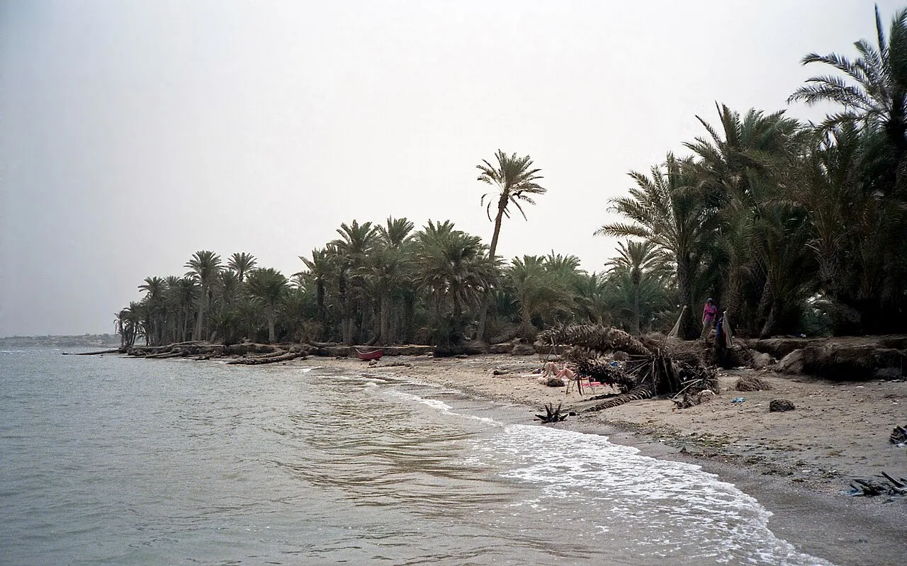 Al-Khokha pálmaligetei