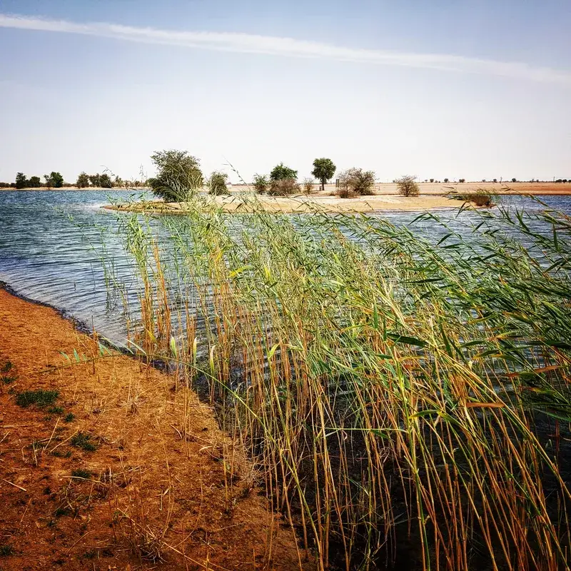 Al Marmoom Desert Conservation Reserve