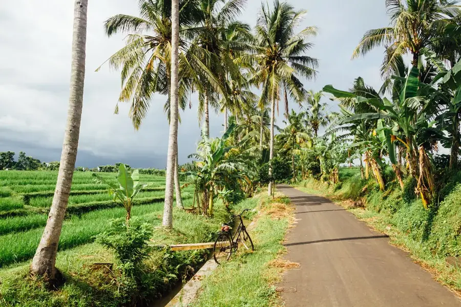 Pădurea de Maimuțe Alas Kedaton — Denpasar (Indonezia)