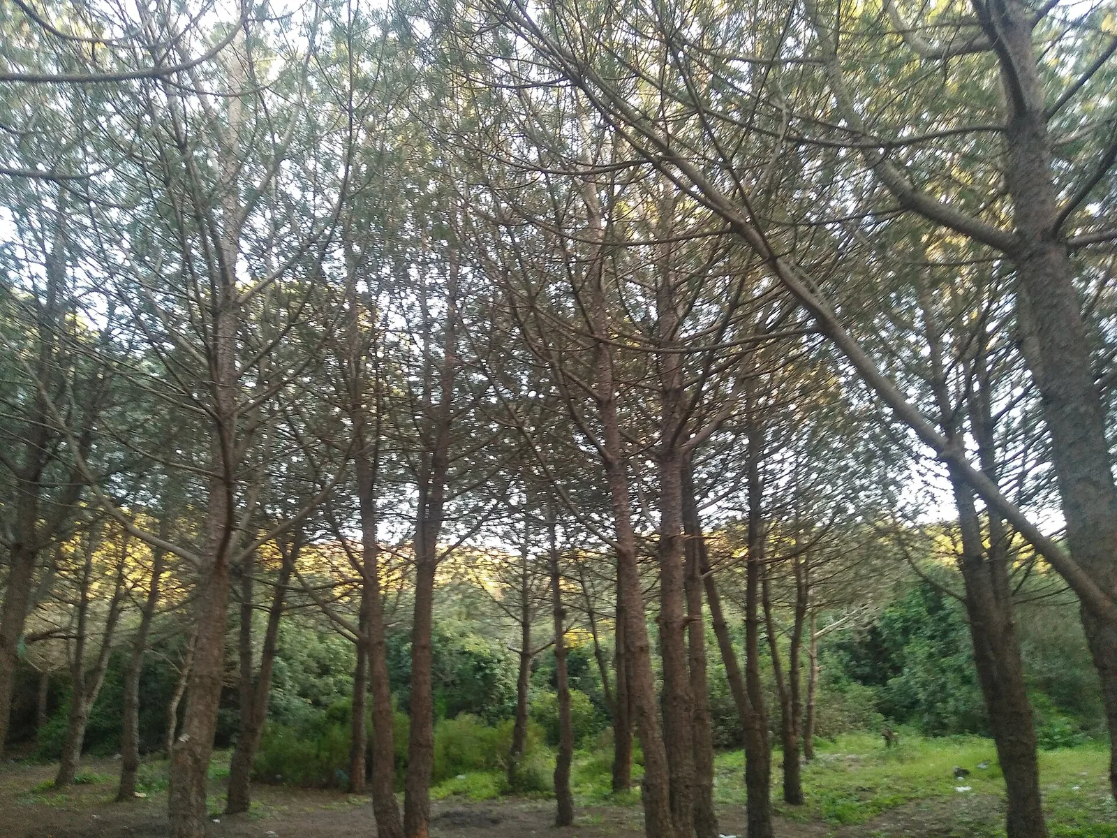 El Hamdania — Damous (Algeria)