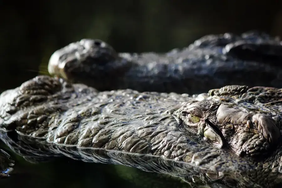 Alligator Hole River — Roxborough (Jamaika)