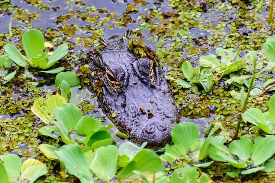 Alligator Pond River — Roxborough (Jamaika)