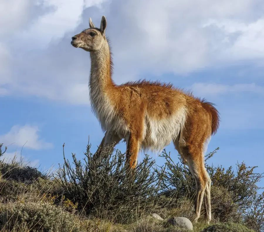 Altiplano Alpaca Breeding — Tunupa Volcano (Bolivia)