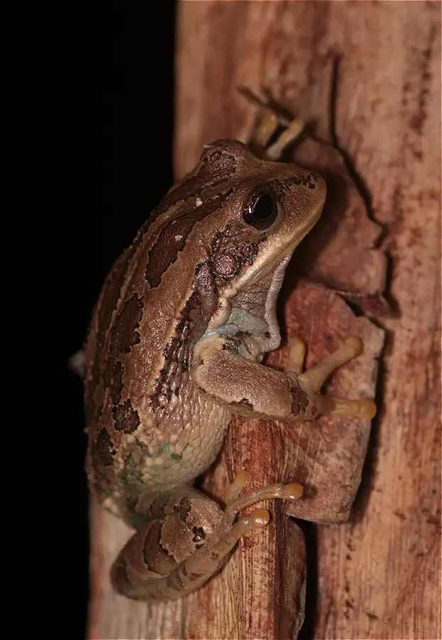 Bioparcul Amaru Cuenca — Cuenca (Ecuador)
