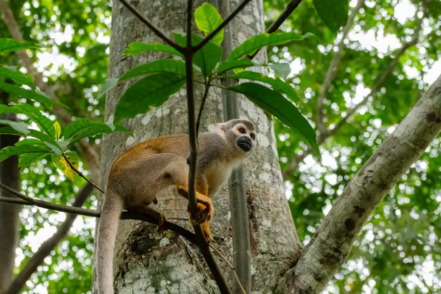 Amazonas-Regenwald (Kolumbien) — PNN Amacayacu (Kolumbien)