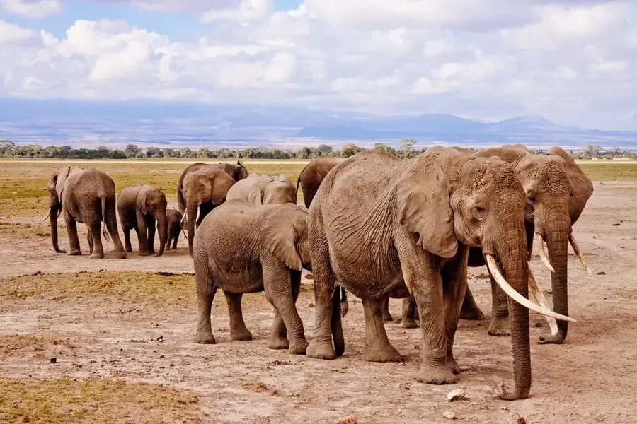 Amboseli Nationalpark
