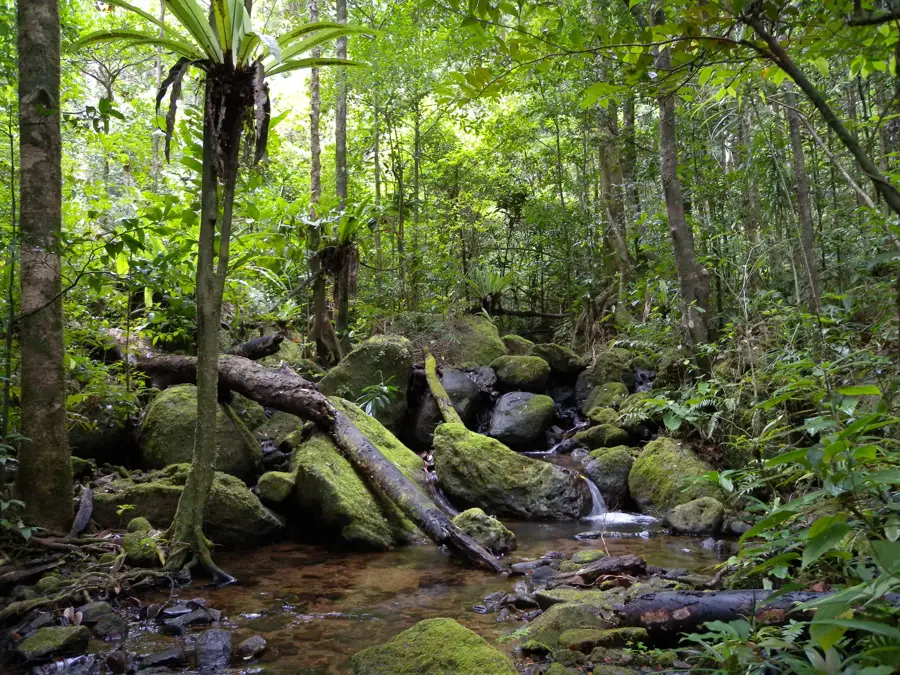 Amphibien-Wald Ranomafana — Fianarantsoa (Madagaskar)