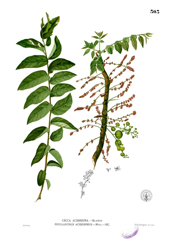 Analamera — Ambilobe (Madagaskar)