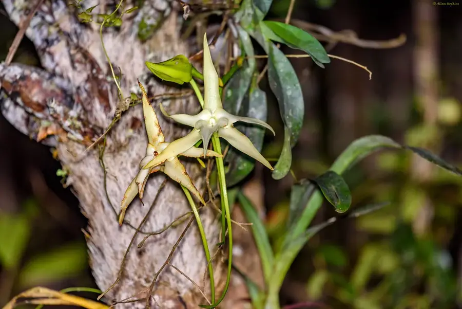 Andasibe Orchideenpark — Alaotra-See (Madagaskar)