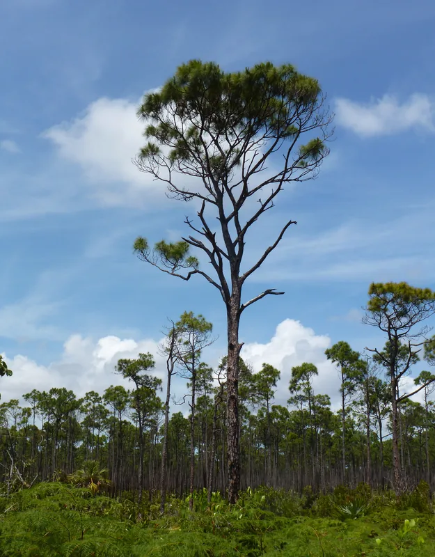 Pădurile de mangrove din Andros — Andros Town (Bahamas)