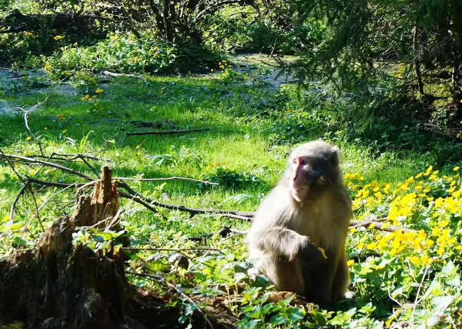 Landskron Monkey Mountain — Arnoldstein (Austria)