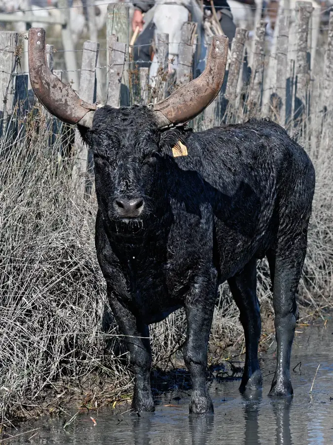 Camargue — El Barde (Somalia)