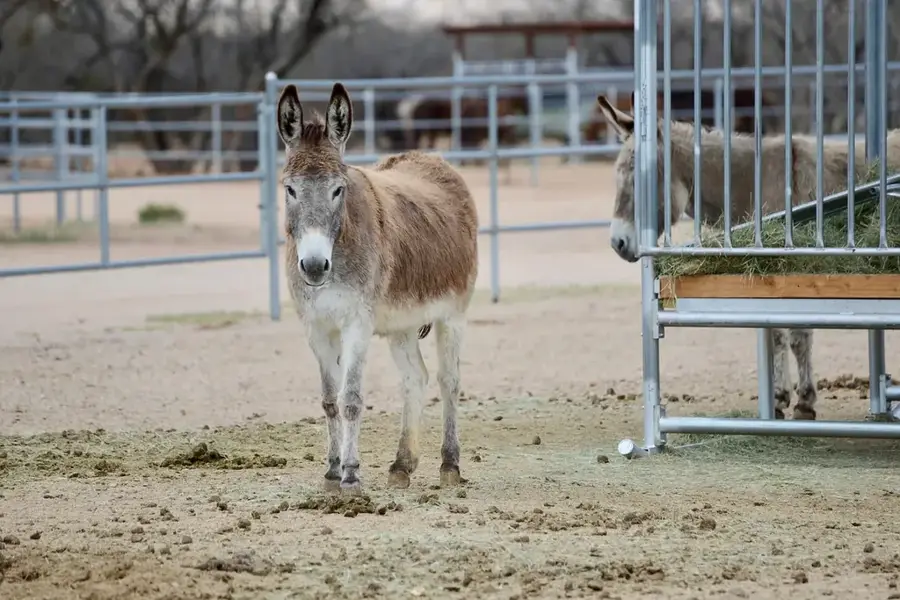 Cyprus Donkey Sanctuary — Paramali Turtle Beach (Cyprus)