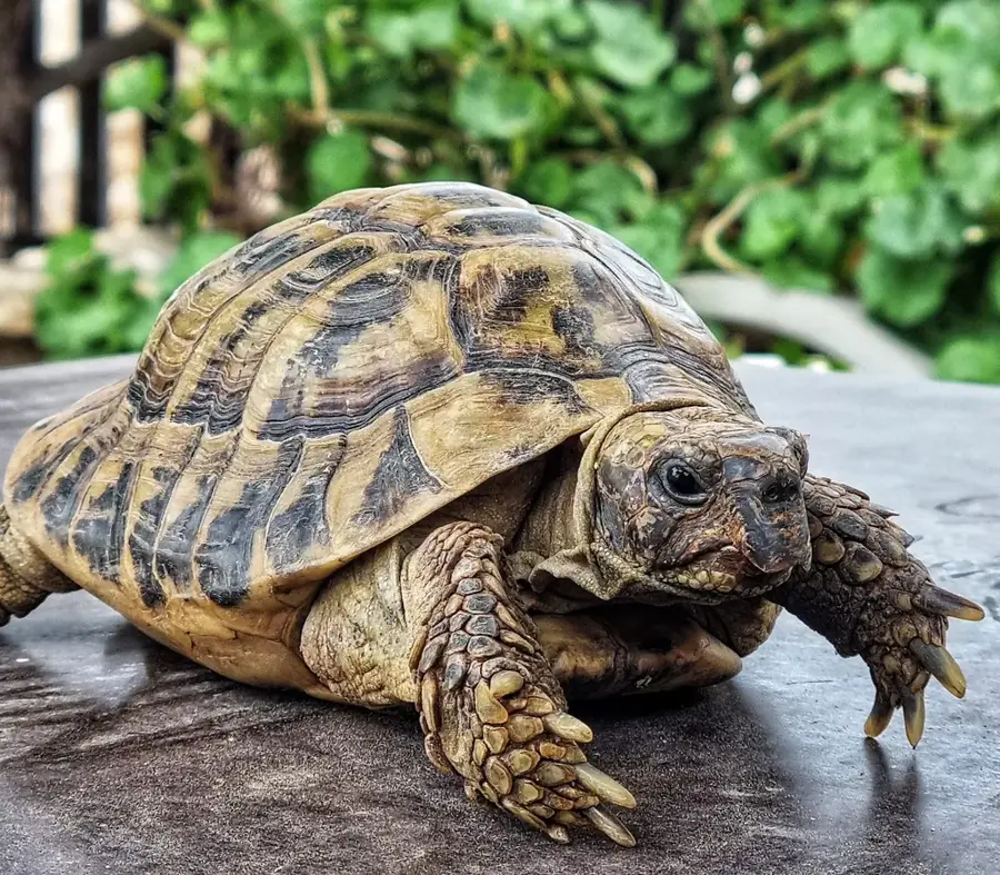 Cyprus Reptile Park (in Pafos Zoo) — Agios Neophytos Monastery (Cyprus)