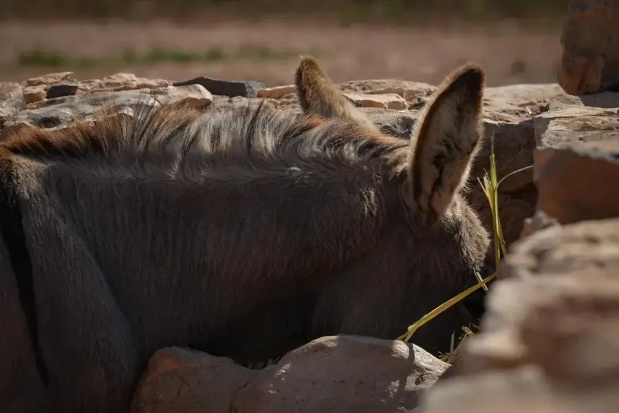 Golden Donkeys Farm — Fig Tree Bay (Cyprus)