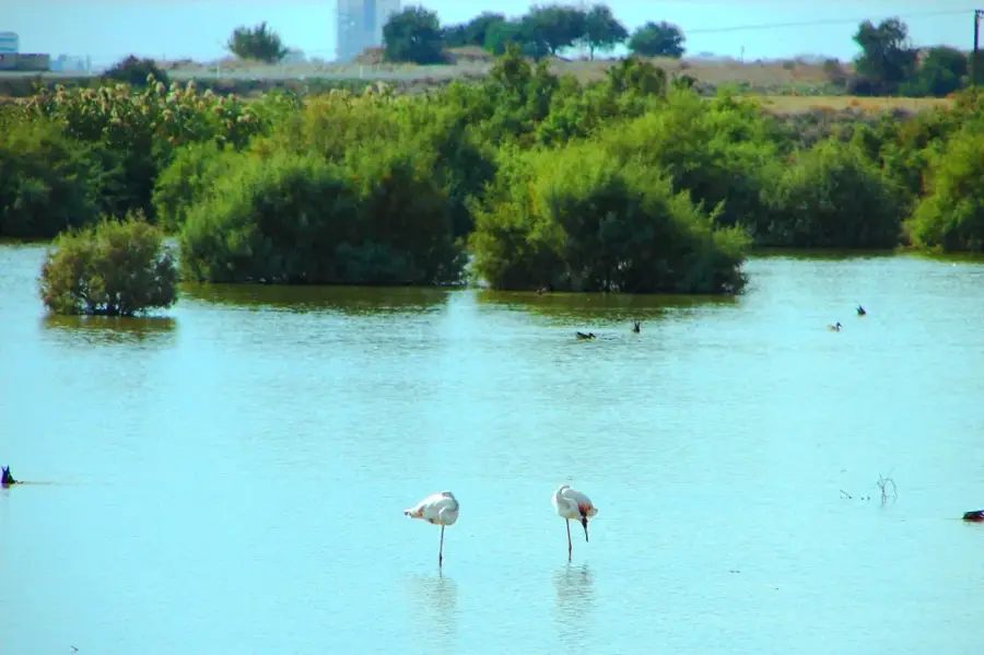Kellia Bird Watching Area