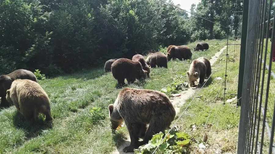Sanctuarul de urși Libearty Zărnești — Codlea (România)
