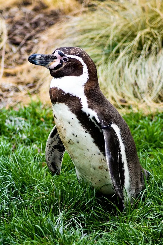 Marine Park Bahar ic-Caghaq — Qawra (Malta)