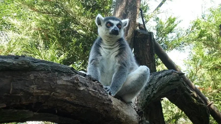 Zoo Nyíregyháza — Nagyecsed (Ungarn)